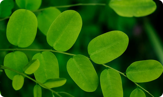 Harness the Benefits of Moringa : Nutrition Tips You Need to Know